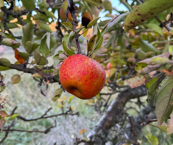 Apple in our Orchard